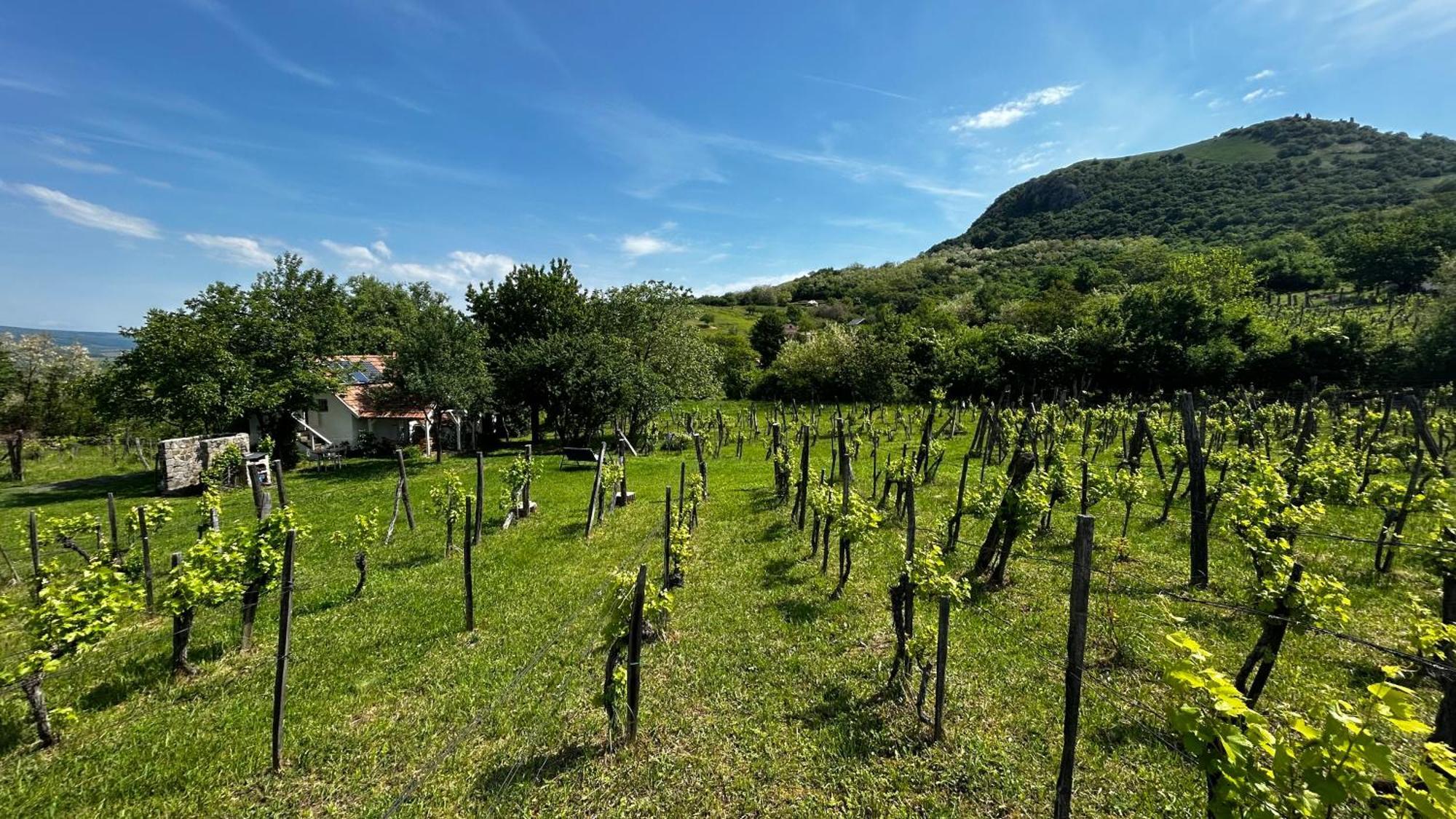Csobánc Szerelem-Nemzeti Park-Önalló Ház Gyulakeszi Exterior foto